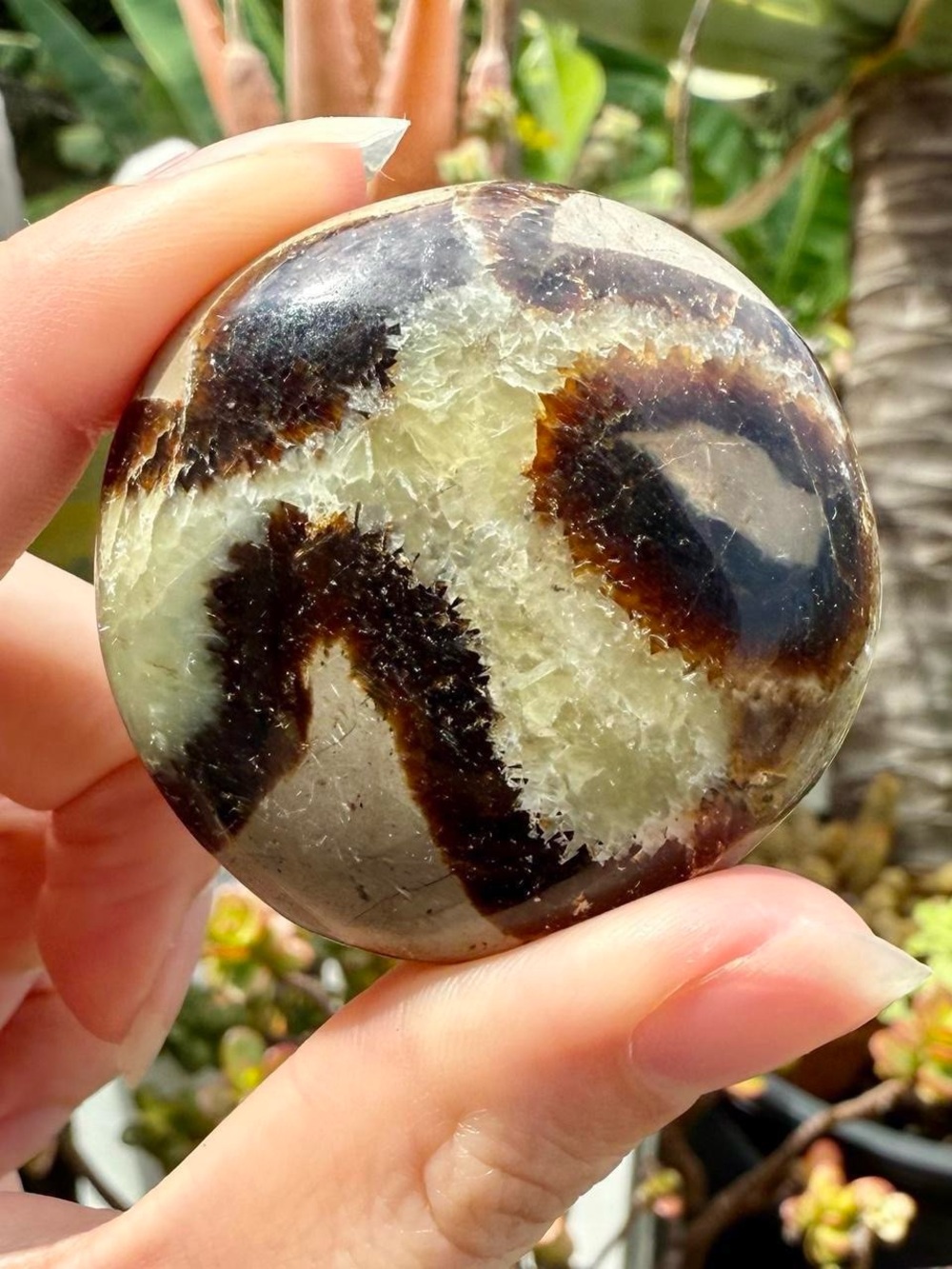 Septarian Crystal Palm Stone